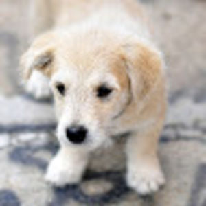 Meet your Posher, Agnes